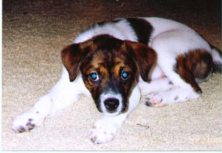 pippin