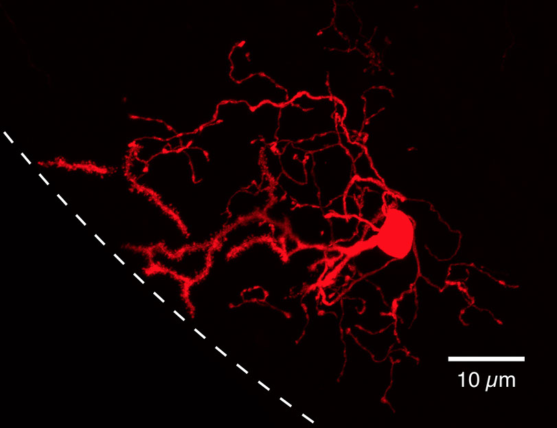 neurons